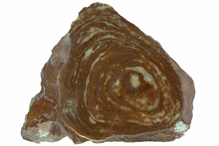 Polished Stromatolite (Gongylina) Slab - Billion Years #180065